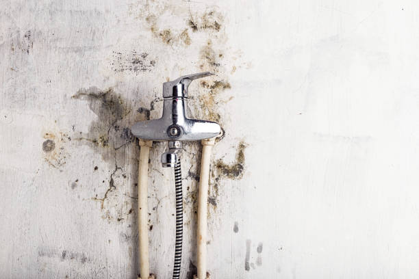 Best Mold Removal Process  in Huntington, TX