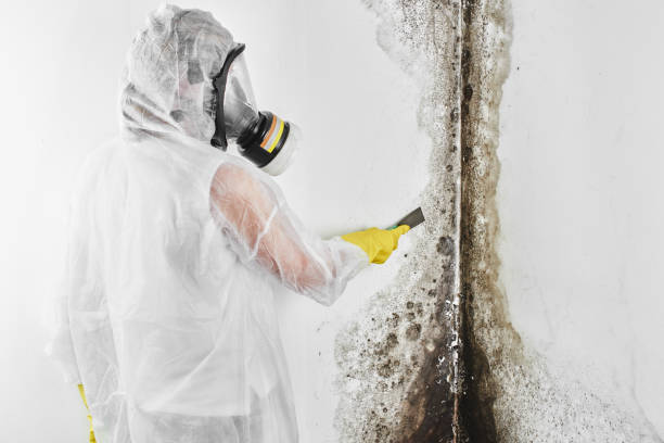 Best Best Mold Removal Companies  in Huntington, TX