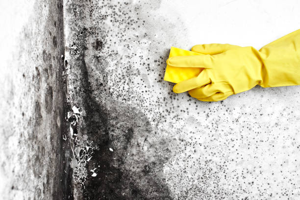 Mold Removal and Inspection in Huntington, TX
