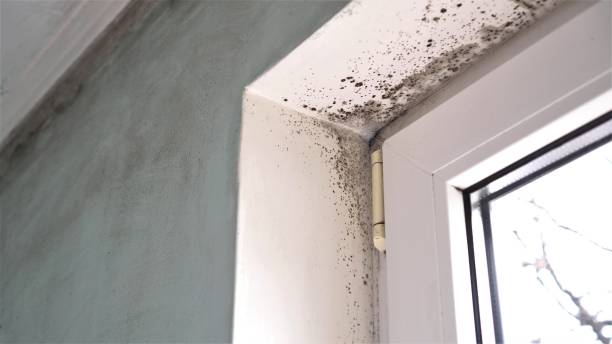 Best Mold Damage Repair  in Huntington, TX