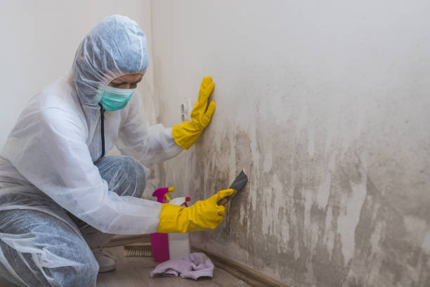 Best Commercial Mold Removal  in Huntington, TX