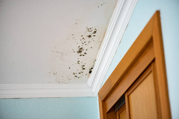 Best Fast Mold Removal  in Huntington, TX
