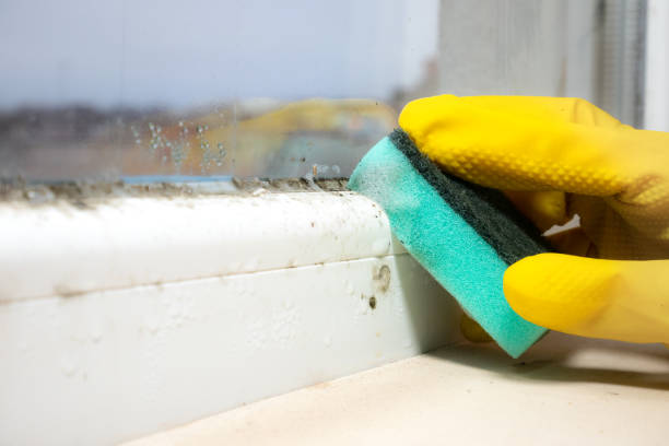 Best Mold Removal Company Near Me  in Huntington, TX