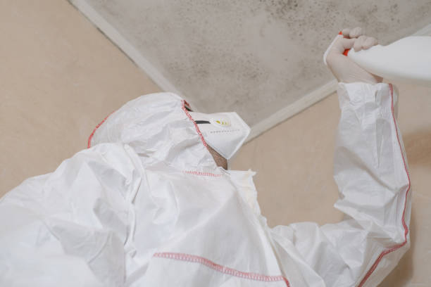 Best Fast Mold Removal  in Huntington, TX