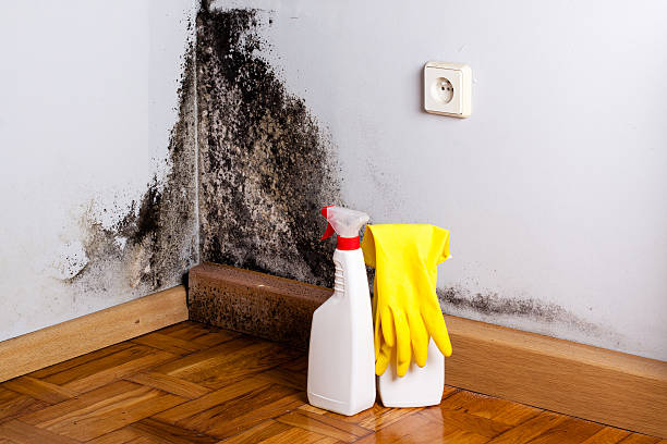 Best Affordable Mold Removal  in Huntington, TX