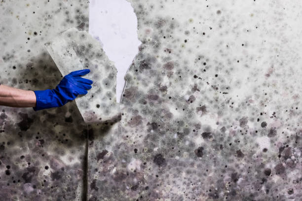 Best Residential Mold Removal  in Huntington, TX