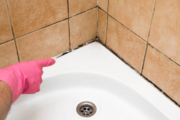 Best Professional Mold Removal  in Huntington, TX