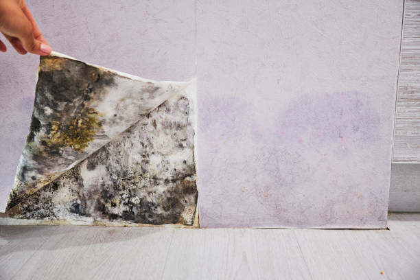 Best Water Damage Restoration  in Huntington, TX